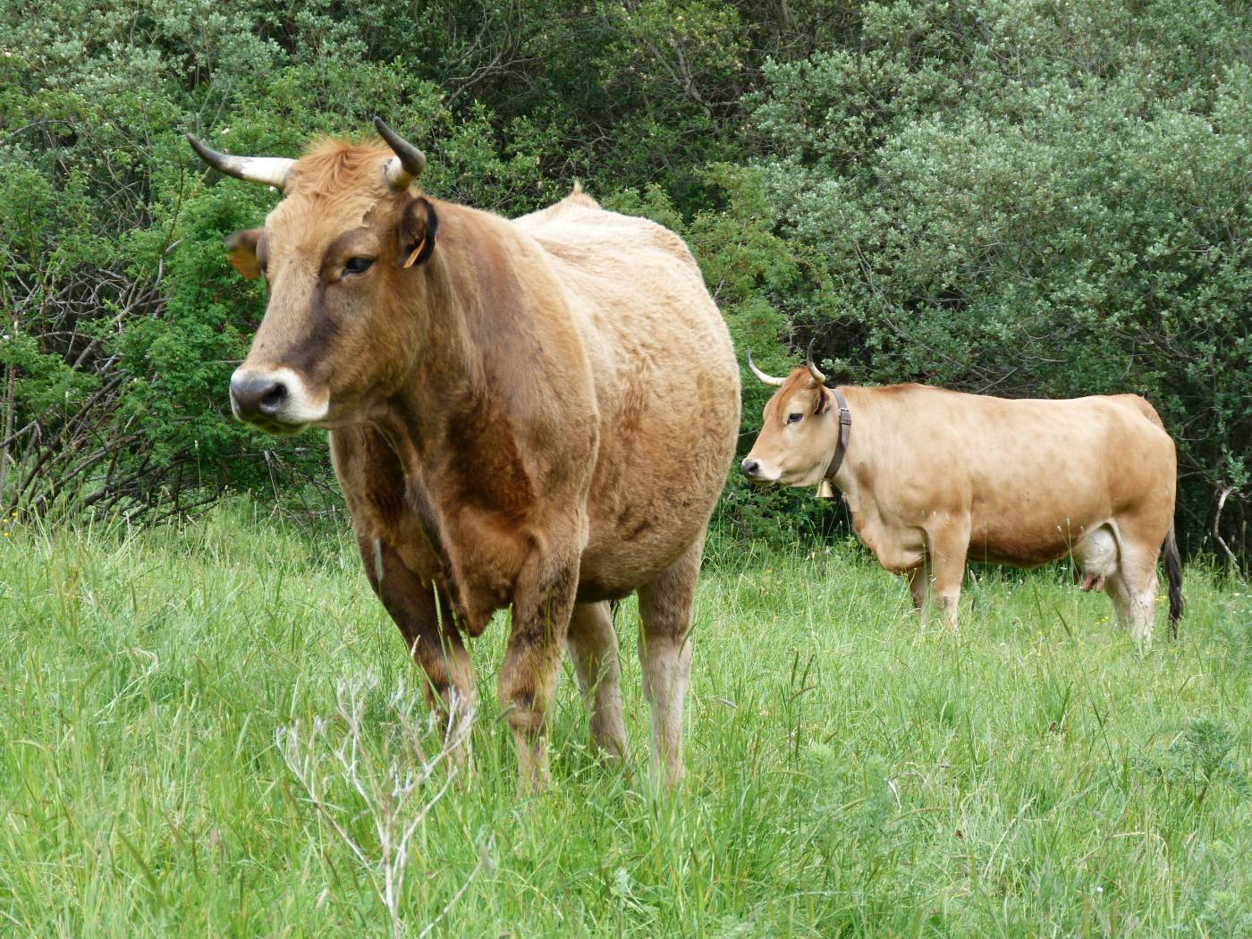 Selecci&oacute;n Vacum